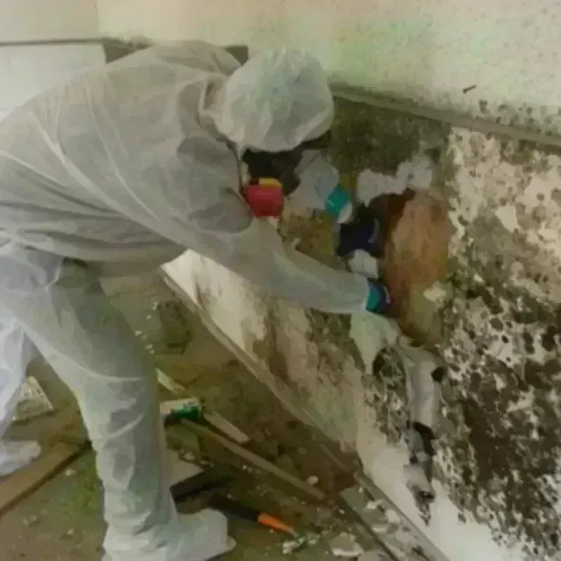 Mold Remediation and Removal in Cambridge, MN